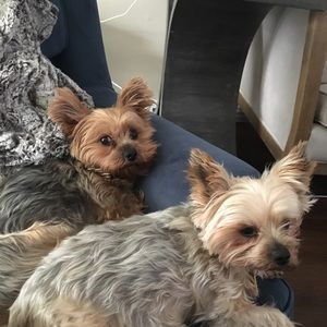 Meet your Posher, Carson